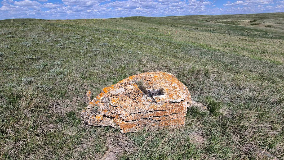 HISTORICAL DISCOVERY: Buffalo rub stone discovered by First Nations along Keystone XL pipeline right of way in Alberta.